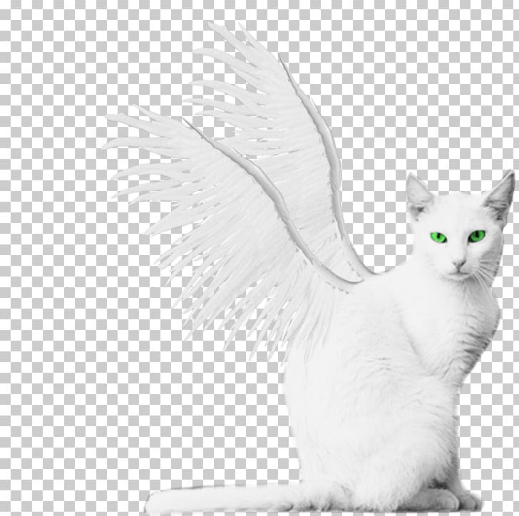 Turkish Van Turkish Angora Kitten Winged Cat PNG, Clipart, Animal, Animals, Black And White, Carnivoran, Cat Free PNG Download