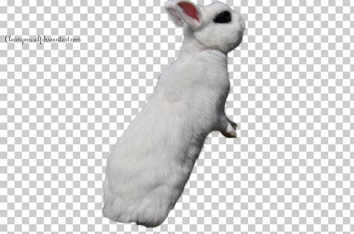 Domestic Rabbit White Rabbit Easter Bunny PNG, Clipart, Animals, Blanc De Hotot, Desktop Wallpaper, Deviantart, Domestic Rabbit Free PNG Download