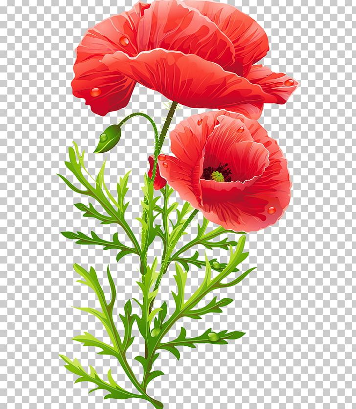 Flower Bouquet Poppy Floral Design PNG, Clipart, Annual Plant, Clip Art, Common Poppy, Coquelicot, Cut Flowers Free PNG Download