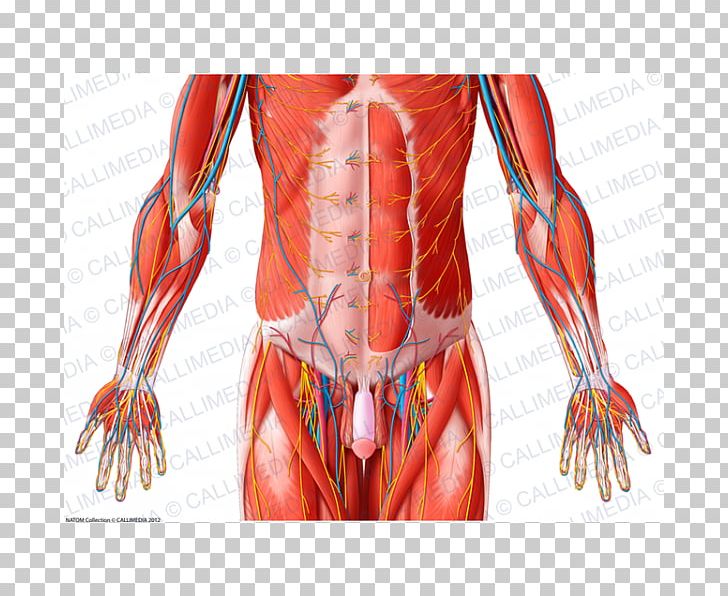 Hip Pelvis Abdomen Muscle Human Body PNG, Clipart, Abdomen, Abdominal Wall, Arm, Back, Blood Vessel Free PNG Download