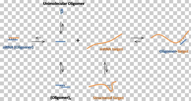 Small Interfering RNA Oligonucleotide Messenger RNA Nucleic Acid Sequence PNG, Clipart, Angle, Antisense Rna, Antisense Therapy, Area, Base Pair Free PNG Download