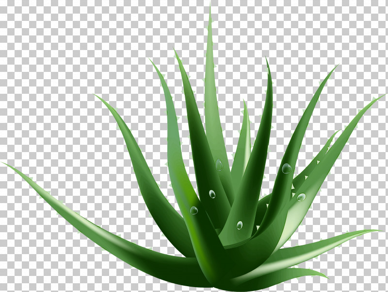 Plant Aloe Agave Azul Agave Terrestrial Plant PNG, Clipart, Agave, Agave Azul, Aloe, Flower, Houseplant Free PNG Download