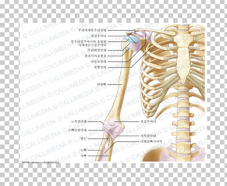 Arm Nerve Shoulder Coronal Plane Elbow PNG, Clipart, Anatomy, Arm, Arm Muscle, Bone, Coronal Plane Free PNG Download