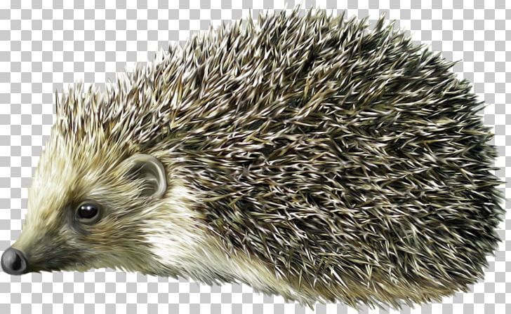 Hedgehog Porcupine PNG, Clipart, Animal, Animals, Clip Art, Computer Icons, Cute Free PNG Download