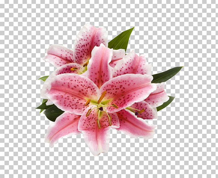 Lilium 'Stargazer' Cut Flowers Arum-lily Pink Flowers PNG, Clipart, Alamy, Alstroemeriaceae, Arumlily, Cut Flowers, Floral Design Free PNG Download