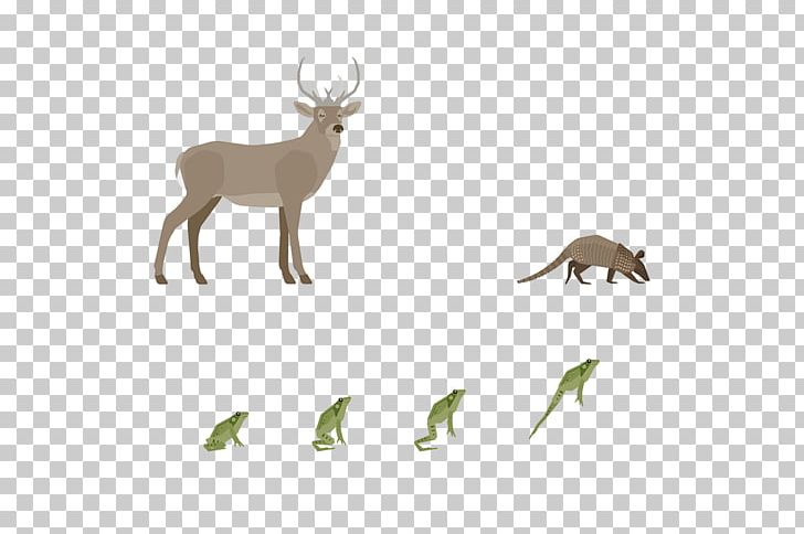 Reindeer Antler Fauna Wildlife PNG, Clipart, Antler, Deer, Fauna, Grass, Horn Free PNG Download