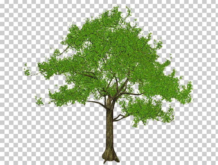 Stock Photography Art PNG, Clipart, Arbre, Art, Branch, Deciduous, Grass Free PNG Download