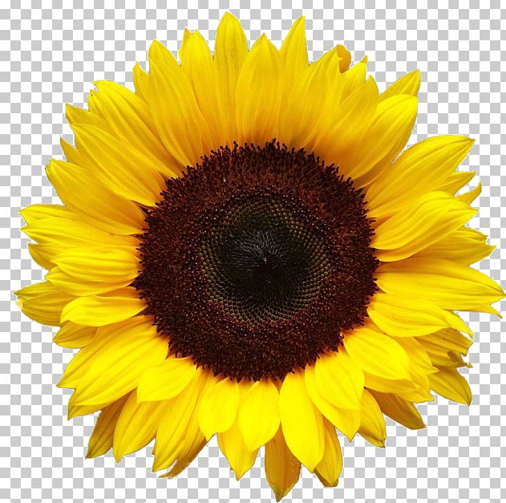 Image File Formats Presentation Sunflower Seed PNG, Clipart, Asterales, Common Sunflower, Computer Icons, Daisy Family, Display Resolution Free PNG Download
