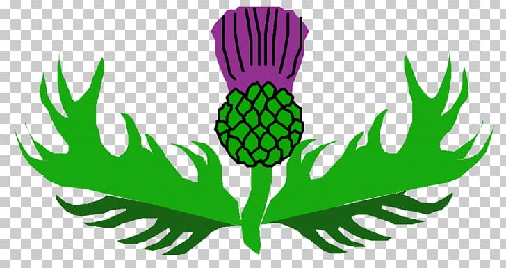 Thistle Open Scotland Graphics PNG, Clipart, Clip, Creeping Thistle, Diagram, Drawing, Flower Free PNG Download