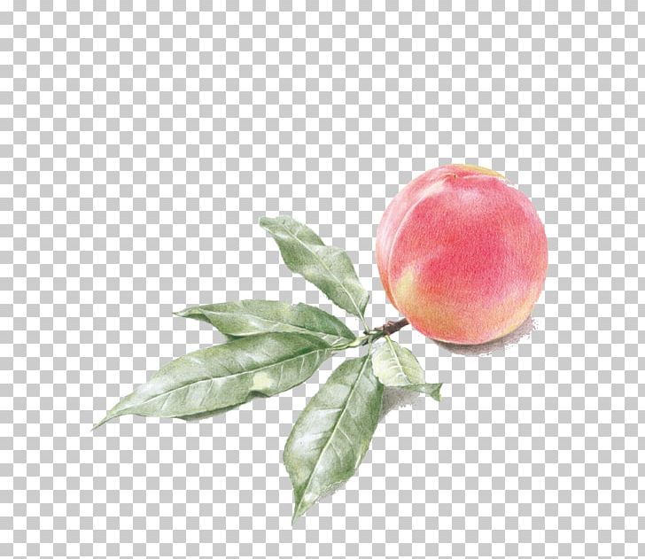 Drawing Watercolor Painting Peach Illustration PNG, Clipart, Apple, Art, Auglis, Drawing, Food Free PNG Download