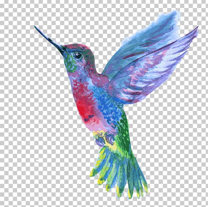 Hummingbird Drawing PNG, Clipart, Animals, Beak, Bird, Colibri Group, Color Free PNG Download