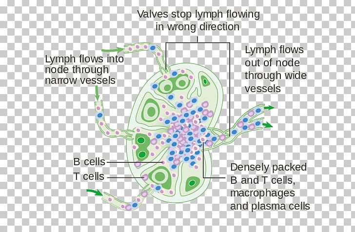 Lymph Node Human Body The Lymphatic System PNG, Clipart,  Free PNG Download