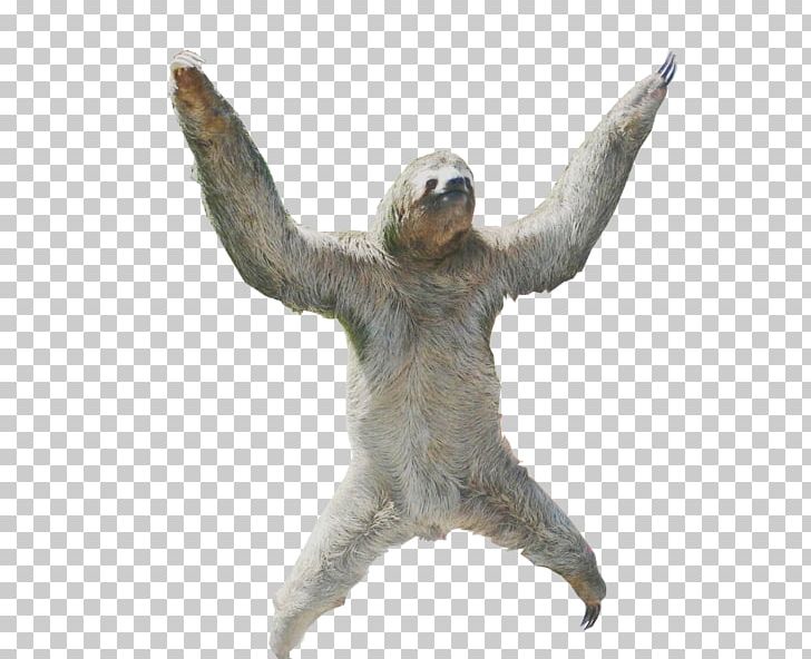 Sloth T-shirt PNG, Clipart, Animal, Animals, Anteater, Catsagram, Clip Art Free PNG Download
