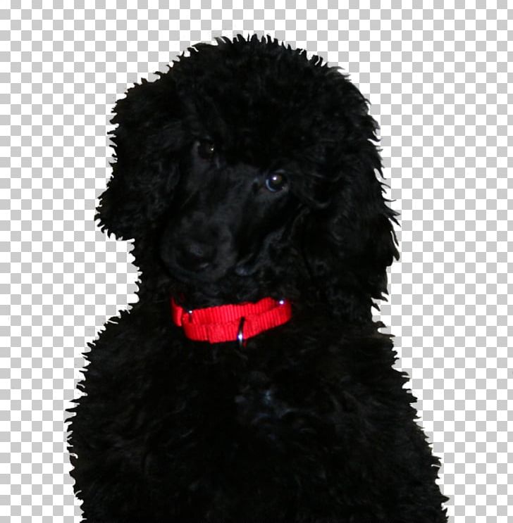 Standard Poodle Portuguese Water Dog Irish Water Spaniel American Water Spaniel Barbet PNG, Clipart, Carnivoran, Companion Dog, Curlycoated Retriever, Dog, Dog Breed Free PNG Download