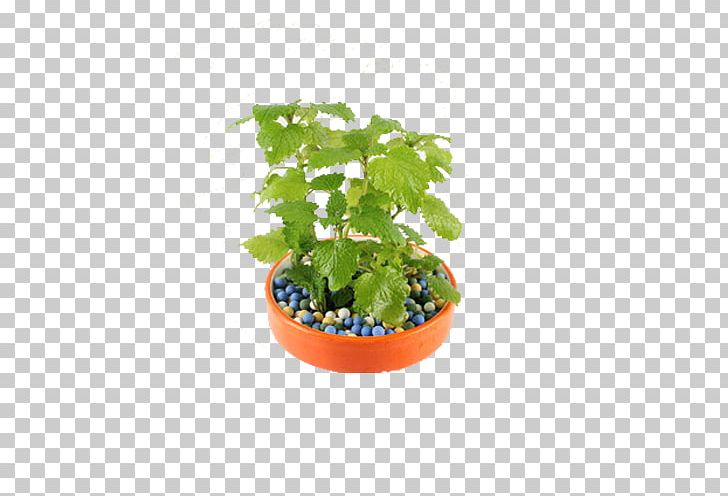 Tea Flowerpot Plant PNG, Clipart, Basin, Botany, Colorful, Designer, Download Free PNG Download