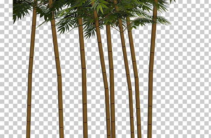 Tropical Woody Bamboos Asian Palmyra Palm Plant Bambu Kuning PNG, Clipart, Arecales, Asian Palmyra Palm, Bamboo, Bamboo Construction, Bambu Free PNG Download