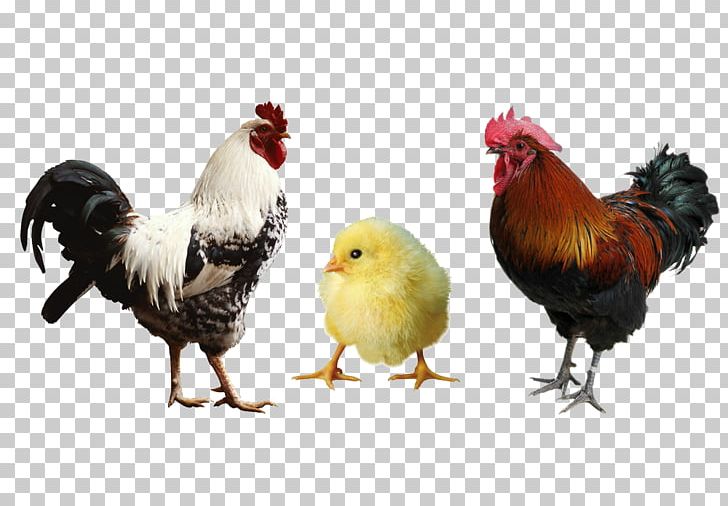 Chicken Horse Farm Rooster Animal Feed PNG, Clipart, 2017, Agriculture, Animal, Animals, Beak Free PNG Download