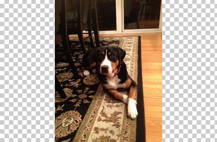 Greater Swiss Mountain Dog Bernese Mountain Dog Dog Breed Entlebucher Mountain Dog Appenzeller Sennenhund PNG, Clipart, Adoption, Animals, Appenzeller Sennenhund, Bernese Mountain Dog, Breed Free PNG Download