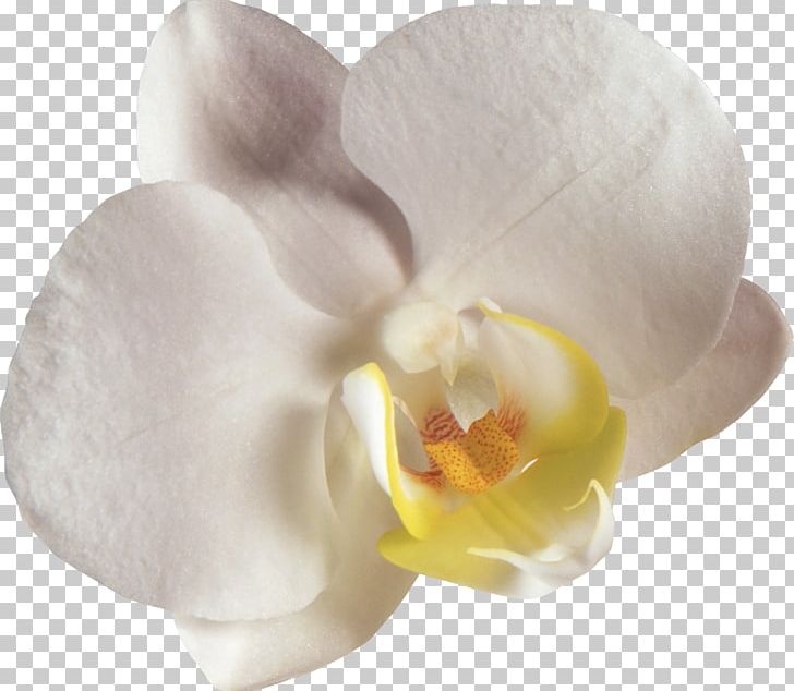 Moth Orchids Flower PNG, Clipart, Clip Art, Computer Software, Flower, Flowering Plant, Lilium Free PNG Download