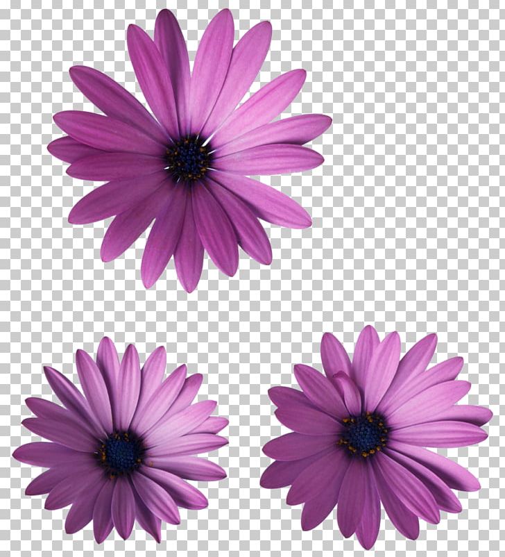Paper Textile Flower Color PNG, Clipart, Aster, Blue, Chrysanths, Color, Daisy Free PNG Download