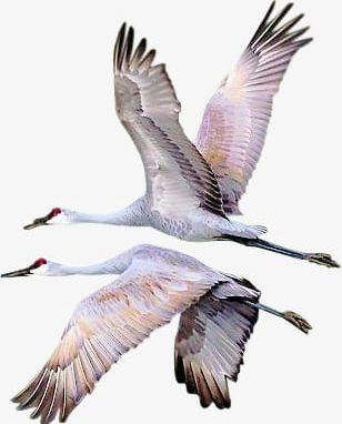 Two Red-crowned Crane PNG, Clipart, Cartoon, Crane, Crane Clipart, Crane Clipart, Hand Free PNG Download