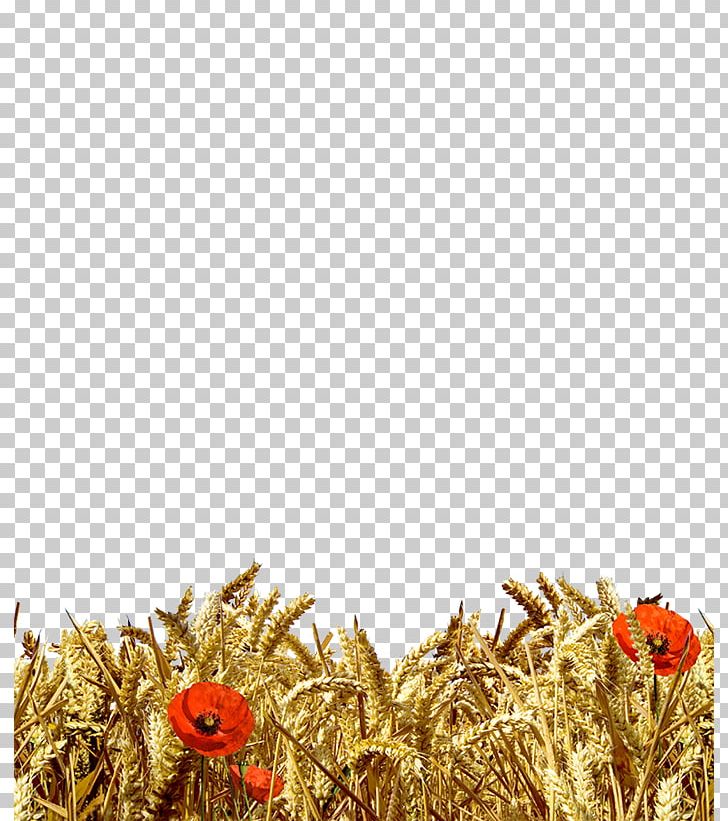 Wheat Ear Cereal Harvest Gunny Sack PNG, Clipart, Cereal, Commodity, Cornice, Decoratie, Display Window Free PNG Download