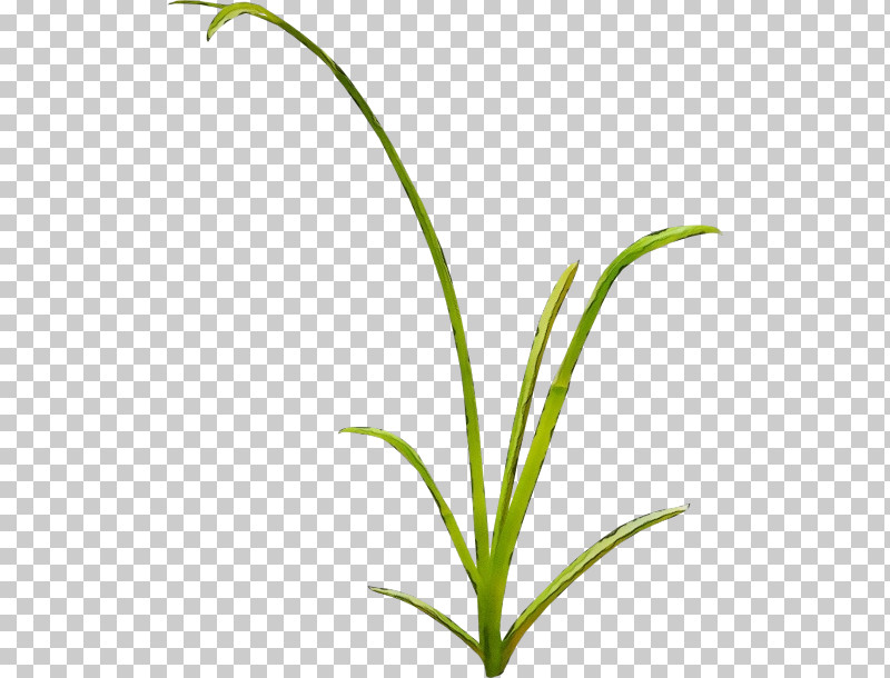 Plant Flower Grass Leaf Terrestrial Plant PNG, Clipart, Flower, Grass, Grass Family, Leaf, Paint Free PNG Download
