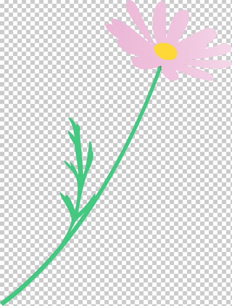 Daisy PNG, Clipart, Camomile, Chamomile, Daisy, Daisy Family, Flower Free PNG Download