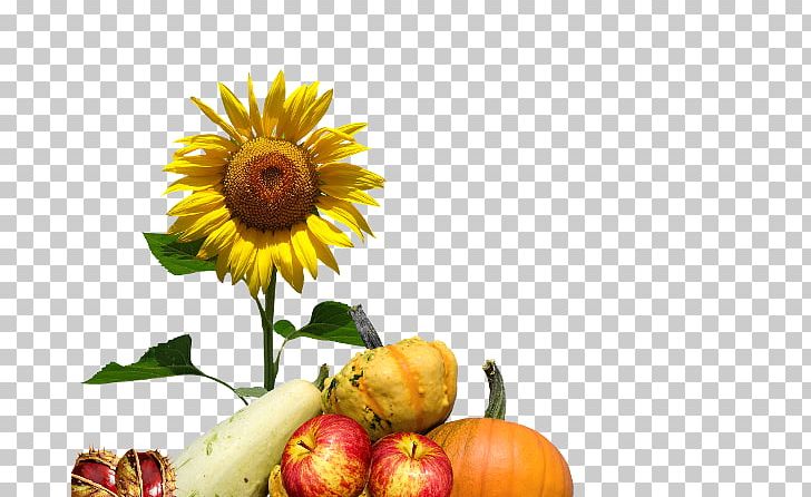 Autumn Common Sunflower PNG, Clipart, Annual Plant, Aster, Autumn, Autumn Leaf Color, Common Sunflower Free PNG Download
