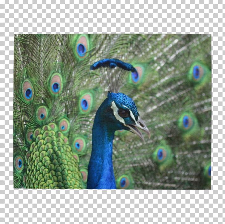 Bird Jigsaw Puzzles Peafowl Feather Peacock Jigsaw Puzzle Png Clipart Animal Animals Beak Bird Crossword Free