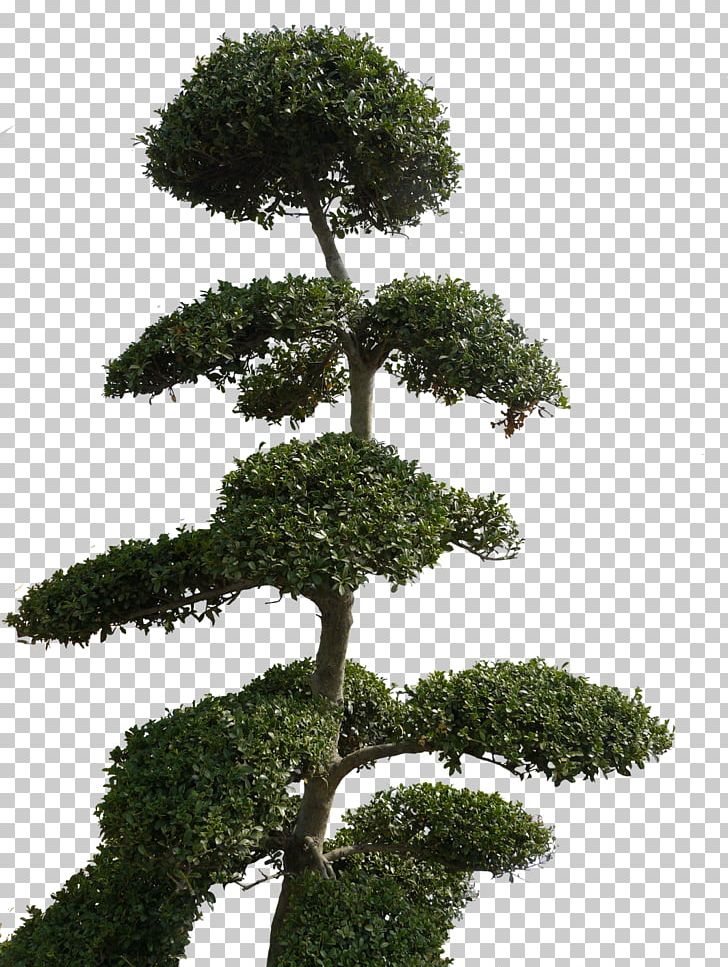 Computer Software Tree PNG, Clipart, Art, Biome, Bonsai, Computer Software, Deviantart Free PNG Download