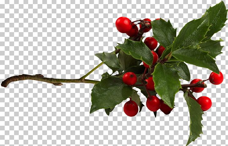 Common Holly Aquifoliales PNG, Clipart, Aquifoliaceae, Aquifoliales, Berries, Berry, Branch Free PNG Download