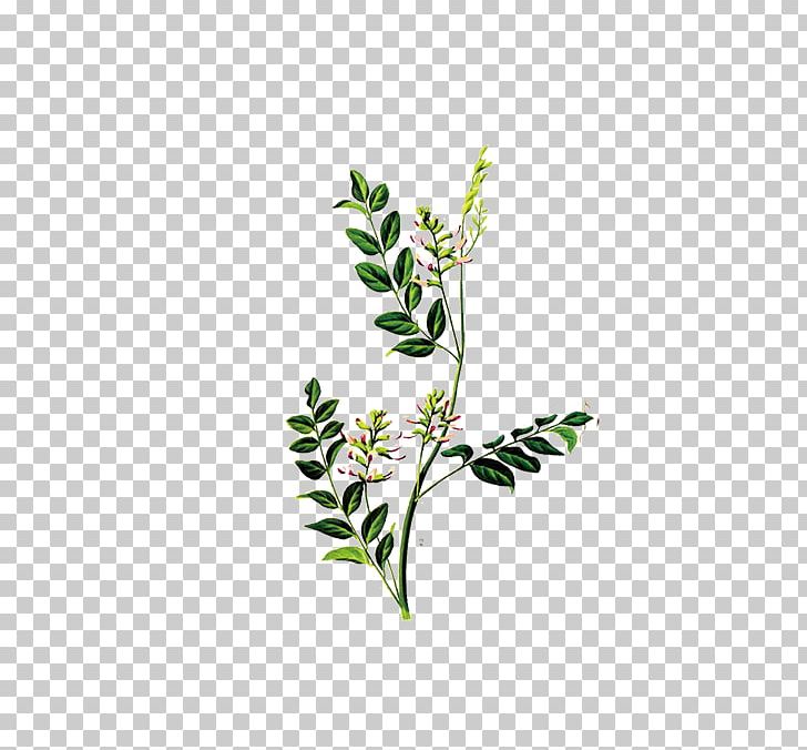 Liquorice Glycyrrhiza Uralensis Artemisia Argyi Herb Plant PNG, Clipart, Branch, Chinese Herbology, Extract, Flora, Flower Free PNG Download