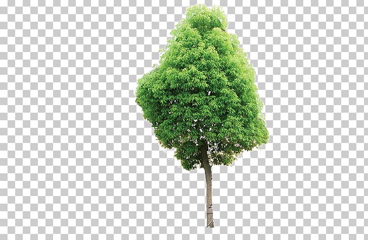 Tree Architectural Engineering Concrete Plastic Information PNG, Clipart, Autumn Tree, Background, Biome, Branches, Business Free PNG Download