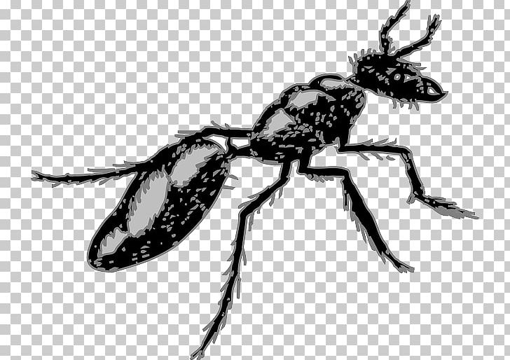 Ant Insect Pest PNG, Clipart, Animals, Ant, Ants, Arthropod, Beetle Free PNG Download