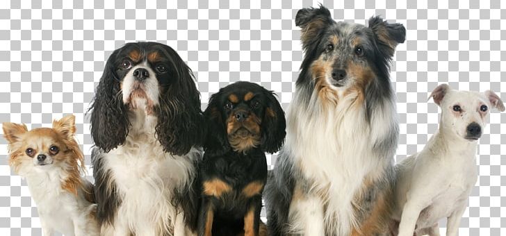 Dog Breed Puppy Maremma Sheepdog Chihuahua Companion Dog PNG, Clipart, Animals, Breed, Carnivoran, Cavalier King Charles Spaniel, Chihuahua Free PNG Download