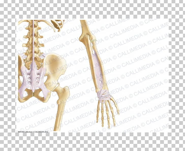 Finger Forearm Ligament Anatomy Human Skeleton PNG, Clipart, Anatomy, Arm, Bone, Brachial Artery, Elbow Free PNG Download