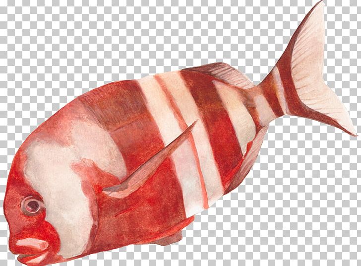 Fish Chrysoblephus Gibbiceps Oscar Salmon Discus PNG, Clipart, Animals, Animal Source Foods, Aquarium, Chrysoblephus Gibbiceps, Cichlid Free PNG Download