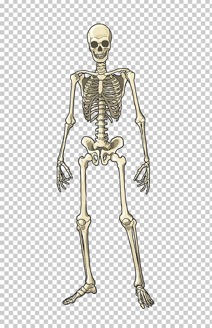 Human Body Muscle Bone Skeleton Homo Sapiens PNG, Clipart, Anatomy, Arm, Bone, Bones, Costume Design Free PNG Download