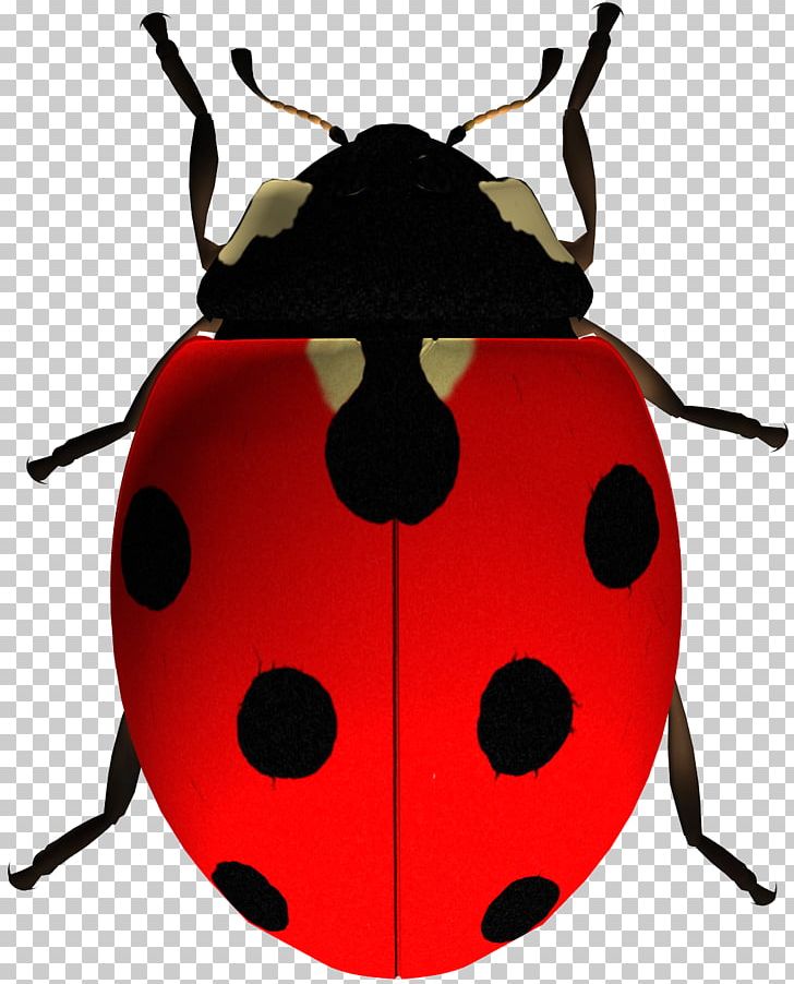 Insect Portable Network Graphics Ladybird Beetle The Ladybug PNG, Clipart, Animals, Arthropod, Beetle, Clipping Path, Computer Icons Free PNG Download