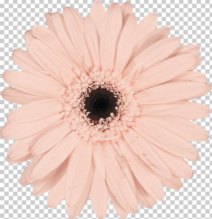 Pink Photography Cut Flowers Chrysanthemum PNG, Clipart, Asterales, Chrysanthemum, Chrysanths, Color, Cut Flowers Free PNG Download