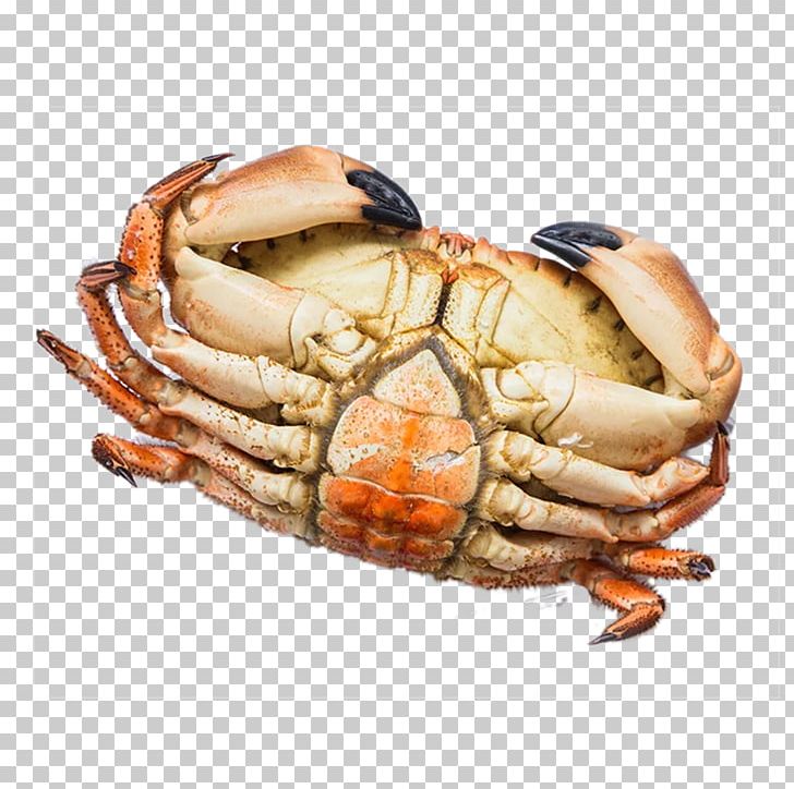 Yangcheng Lake Dungeness Crab Seafood PNG, Clipart, Animals, Animal Source Foods, Aquatic, Aquatic Product, Bread Free PNG Download