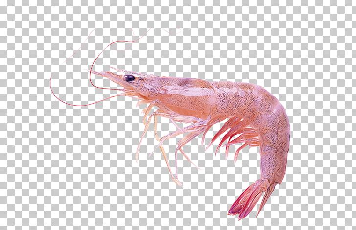 Pandalus Borealis Prawn Cocktail Caridea Shrimp PNG, Clipart, Animals, Animal Source Foods, Cartoon Lobster, Company, Crustacean Free PNG Download