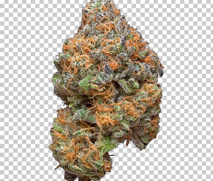 Cannabis Smoking Kush Medical Cannabis Cannabis Shop PNG, Clipart, Cannabis, Cannabis Sativa, Cannabis Shop, Cannabis Smoking, Effects Of Cannabis Free PNG Download