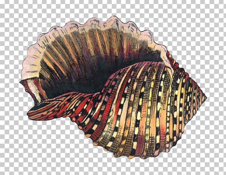Cockle Sea Snail Seashell PNG, Clipart, Clam, Clams Oysters Mussels And Scallops, Cockle, Conch, Conchology Free PNG Download