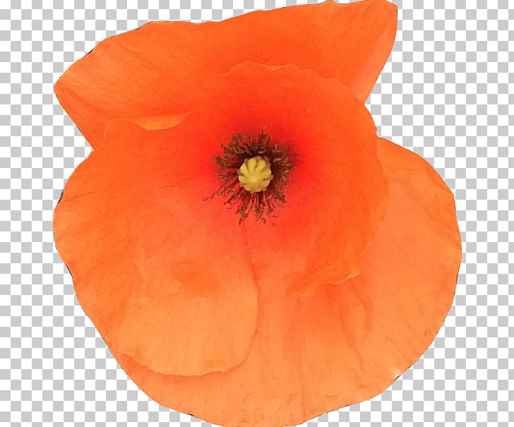 Common Poppy Remembrance Poppy Symbol Logo PNG, Clipart, Common Poppy, Coquelicot, Flower, Flowering Plant, Logo Free PNG Download