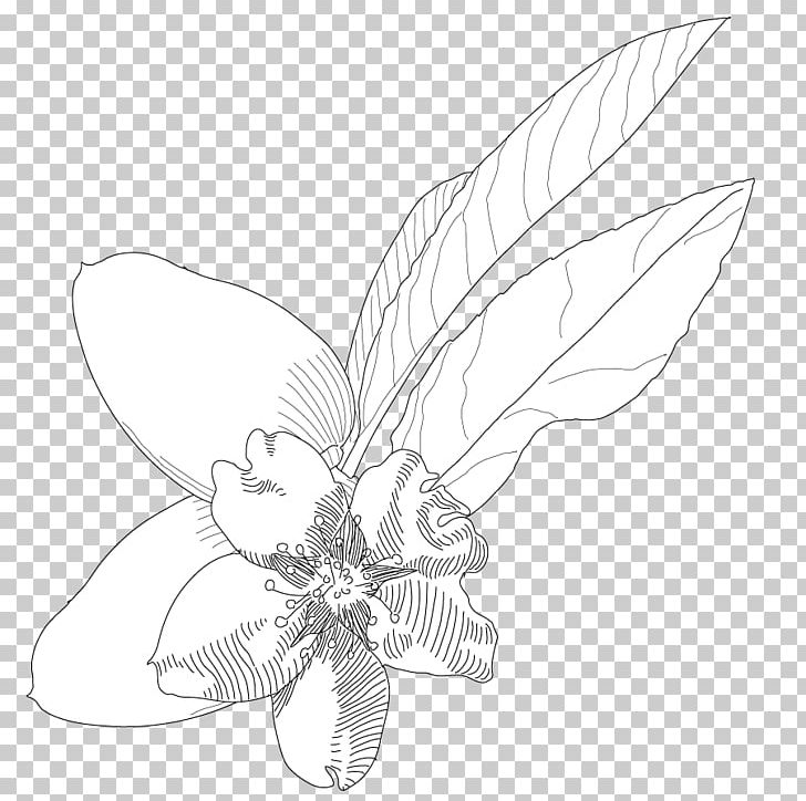 Line Art Insect Petal Sketch PNG, Clipart, Amande, Artwork, Black And White, Butterfly, Drawing Free PNG Download