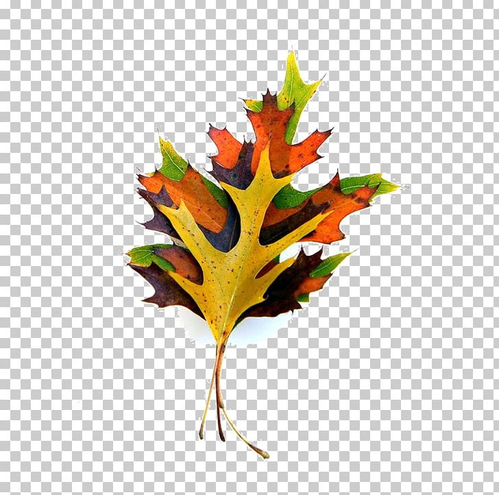 Maple Leaf Paper Autumn Leaf Color Plant Stem PNG, Clipart, Art, Autumn, Autumn Leaf Color, Collage, Color Free PNG Download