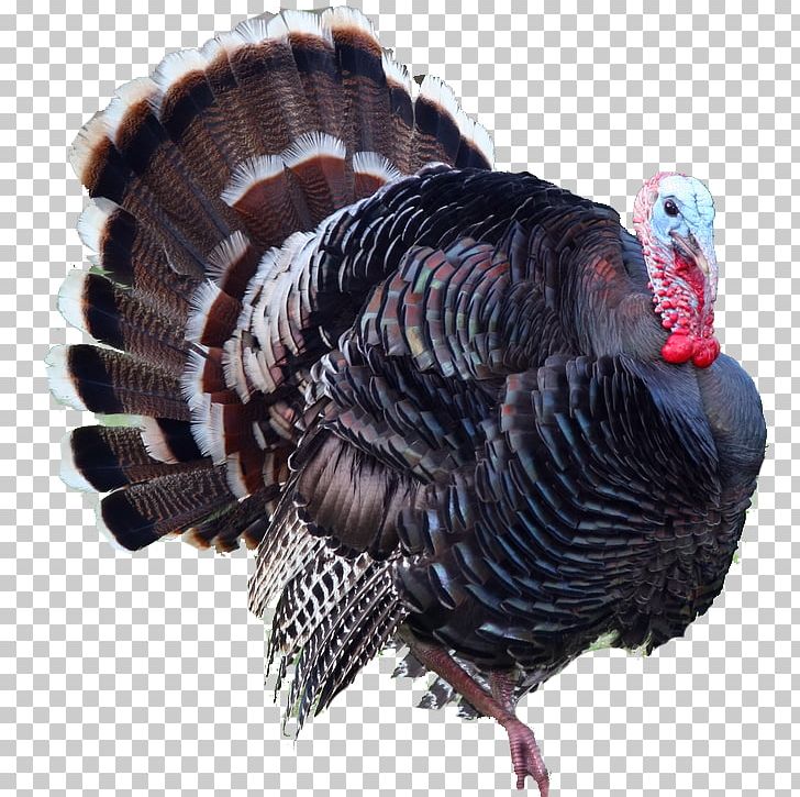United States Ocellated Turkey PNG, Clipart, Animals, Beak, Bird, Cachorro, Catlover Free PNG Download