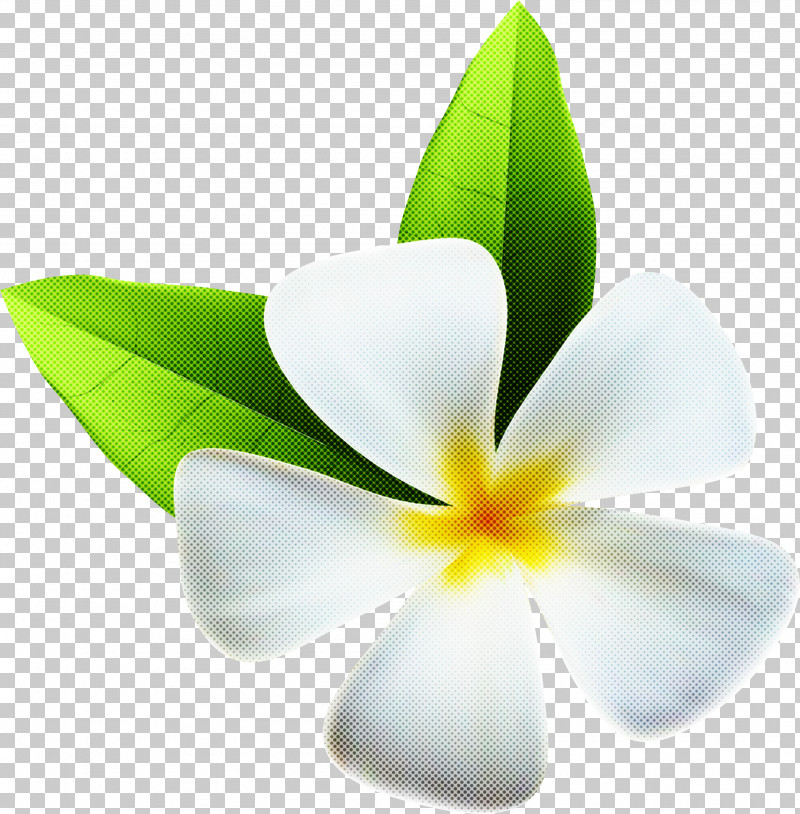 Flower Petal Frangipani White Plant PNG, Clipart, Flower, Frangipani, Leaf, Petal, Plant Free PNG Download